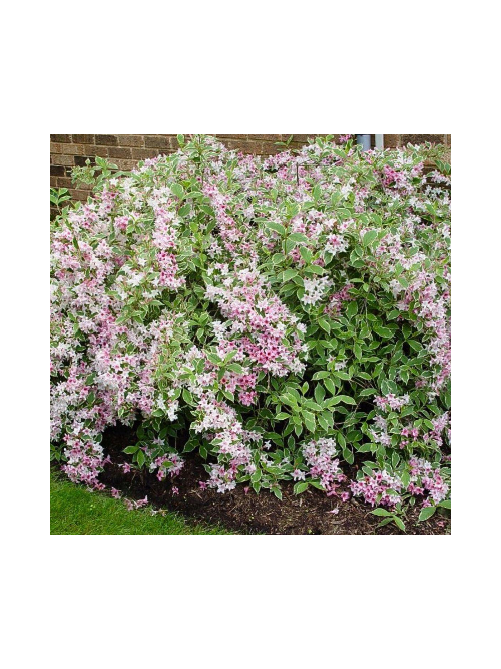 Krzewuszka cudowna - Weigela florida 'Nana Variegata'