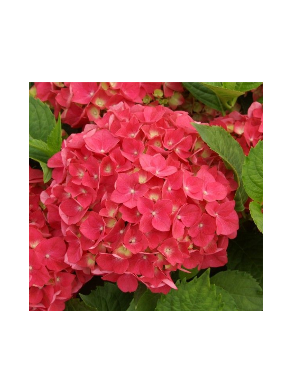 Hortensja ogrodowa - Hydrangea macrophylla 'Leuchtfeuer'