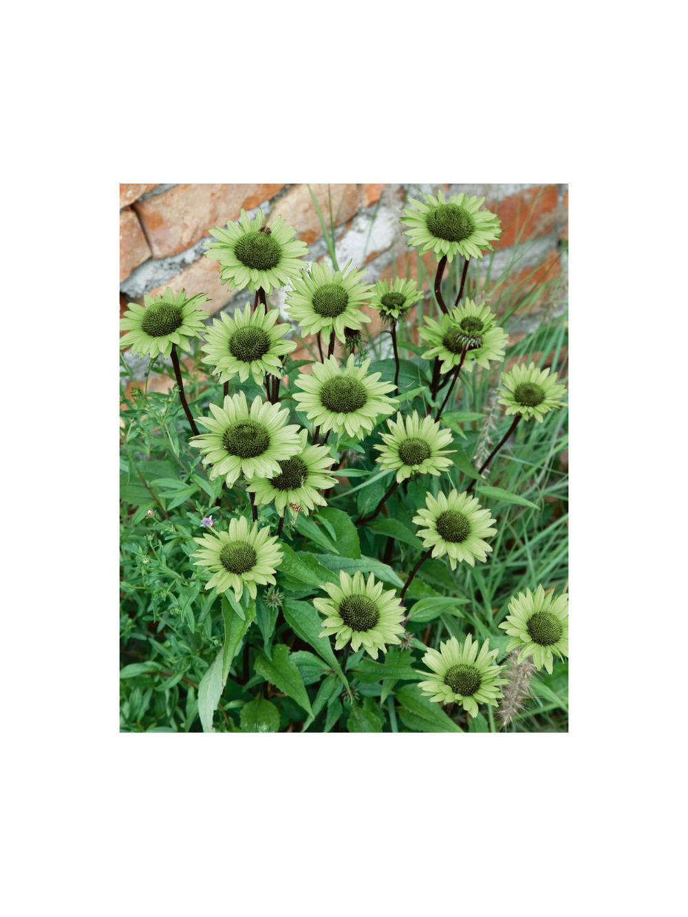 Jeżówka purpurowa - Echinacea purpurea 'Green Jewel'