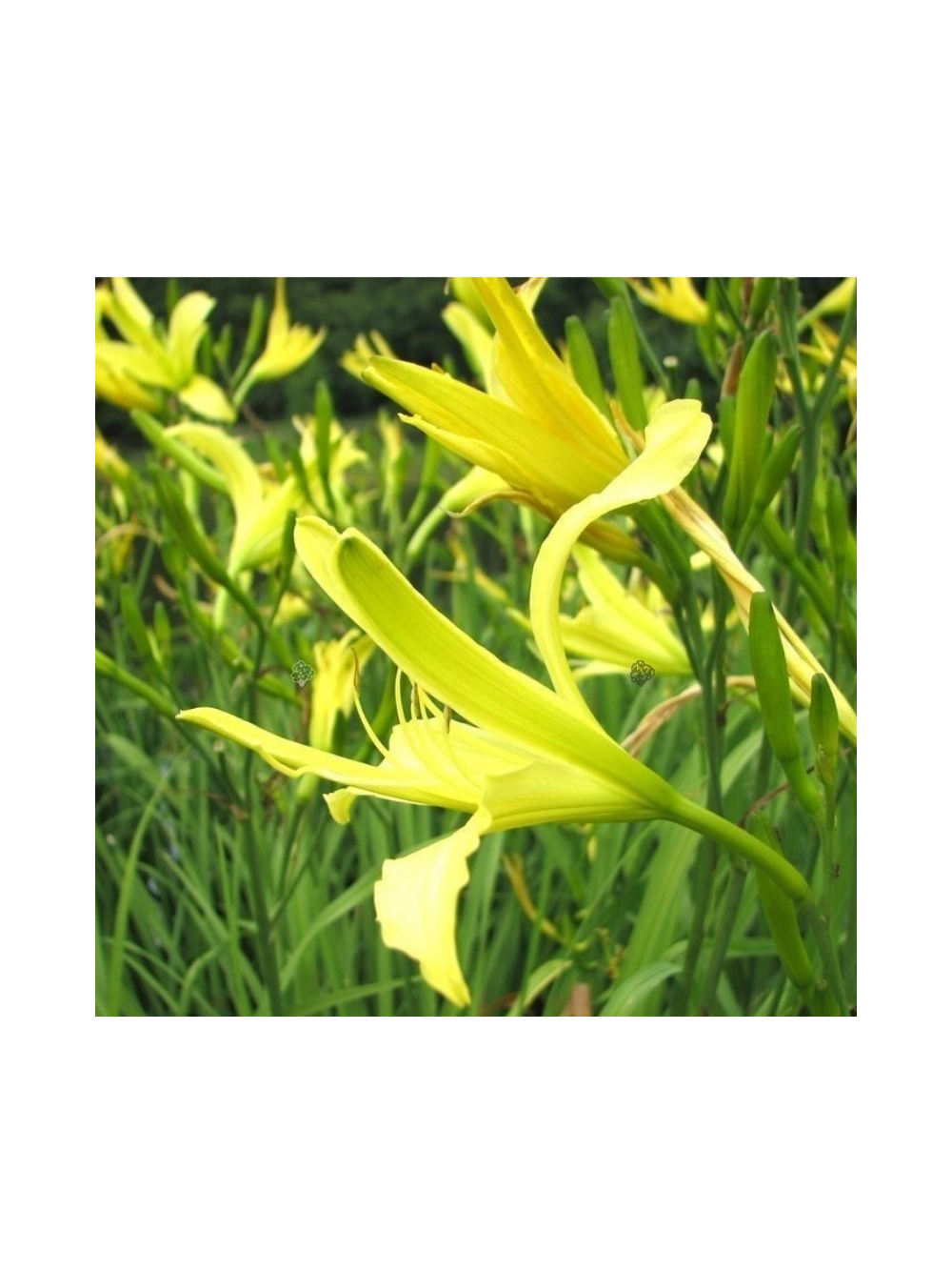 Liliowiec cytrynowy - Hemerocallis citrina