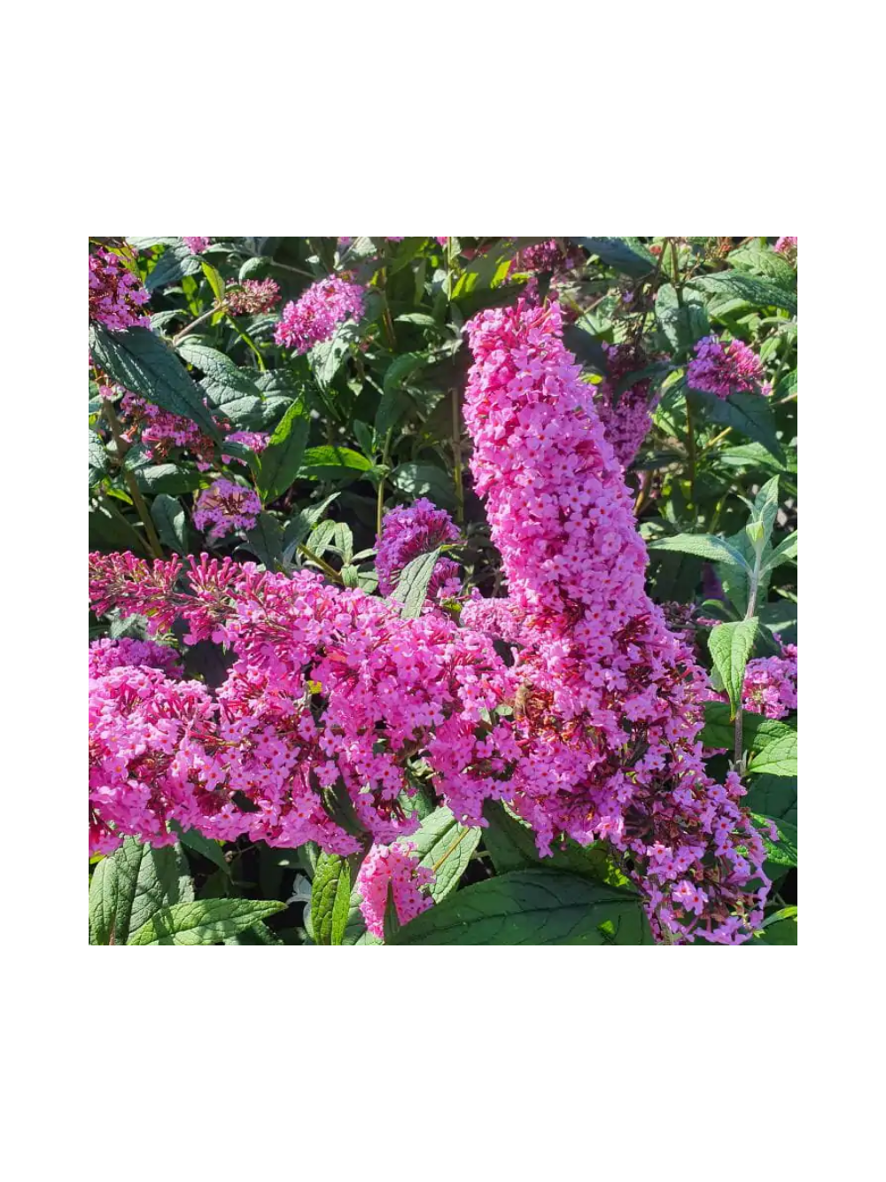 Budleja Dawida - Buddleja davidii 'Pink Delight'