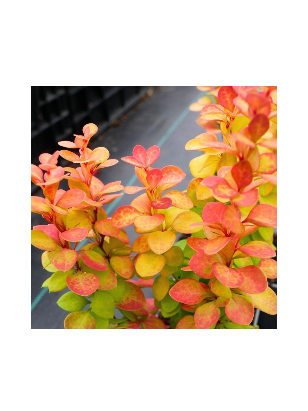 Berberys Thunberga - Berberis thunbergii 'Neon Gold'(R)