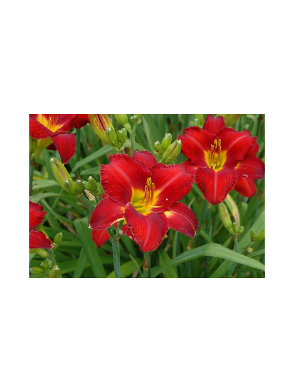 Liliowiec - Hemerocallis 'Chicago Apache'
