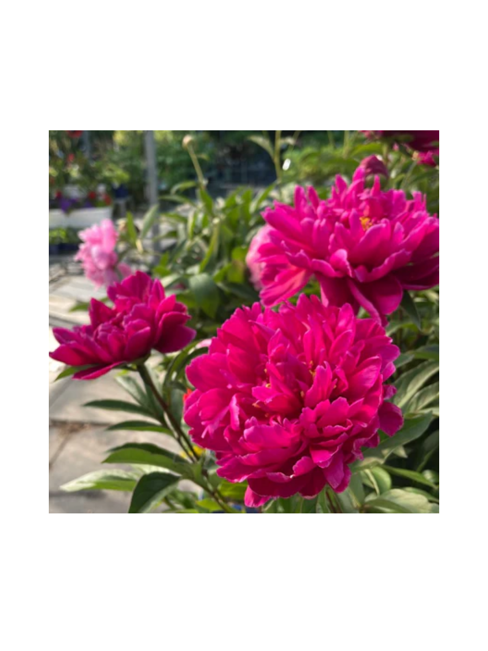 Piwonia chińska - Paeonia lactiflora 'Adolphe Rousseau'