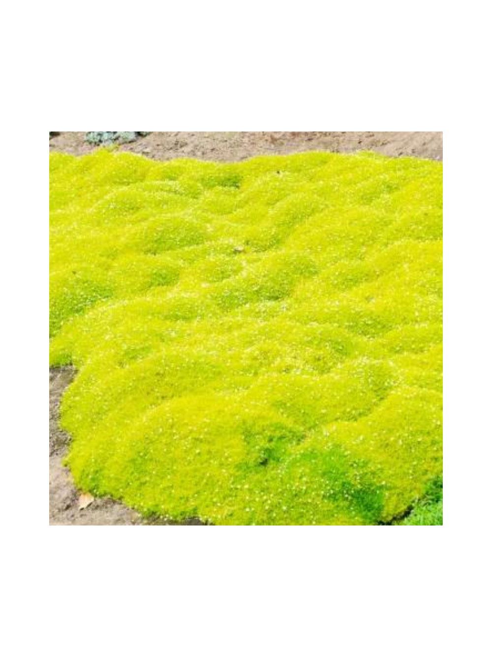 Karmnik ościsty - Sagina subulata 'Aurea'