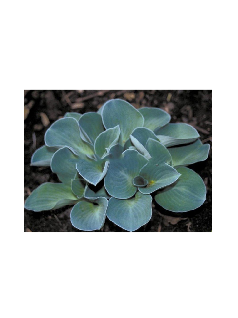 Funkia - Hosta 'Blue Mouse Ears'