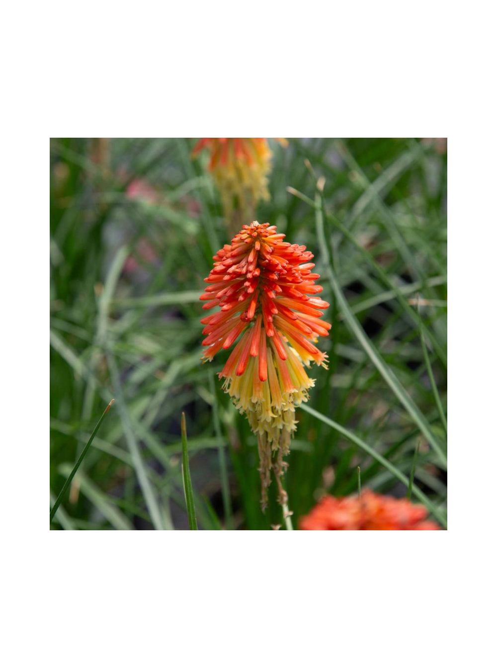 Trytoma - Kniphofia 'Poco Daybreak'