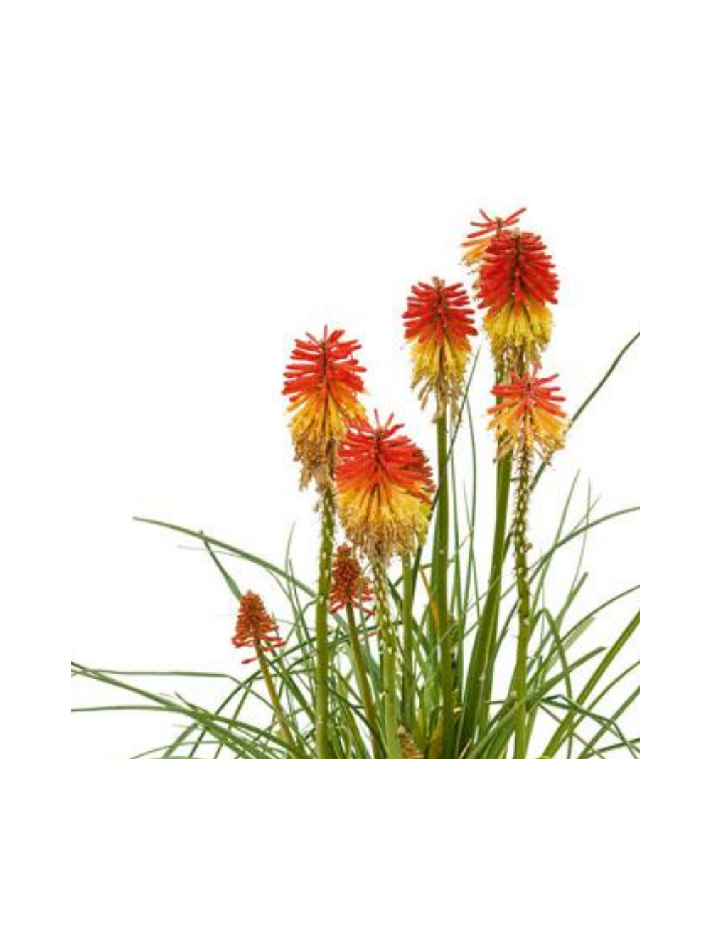 Trytoma - Kniphofia 'Poco Daybreak'