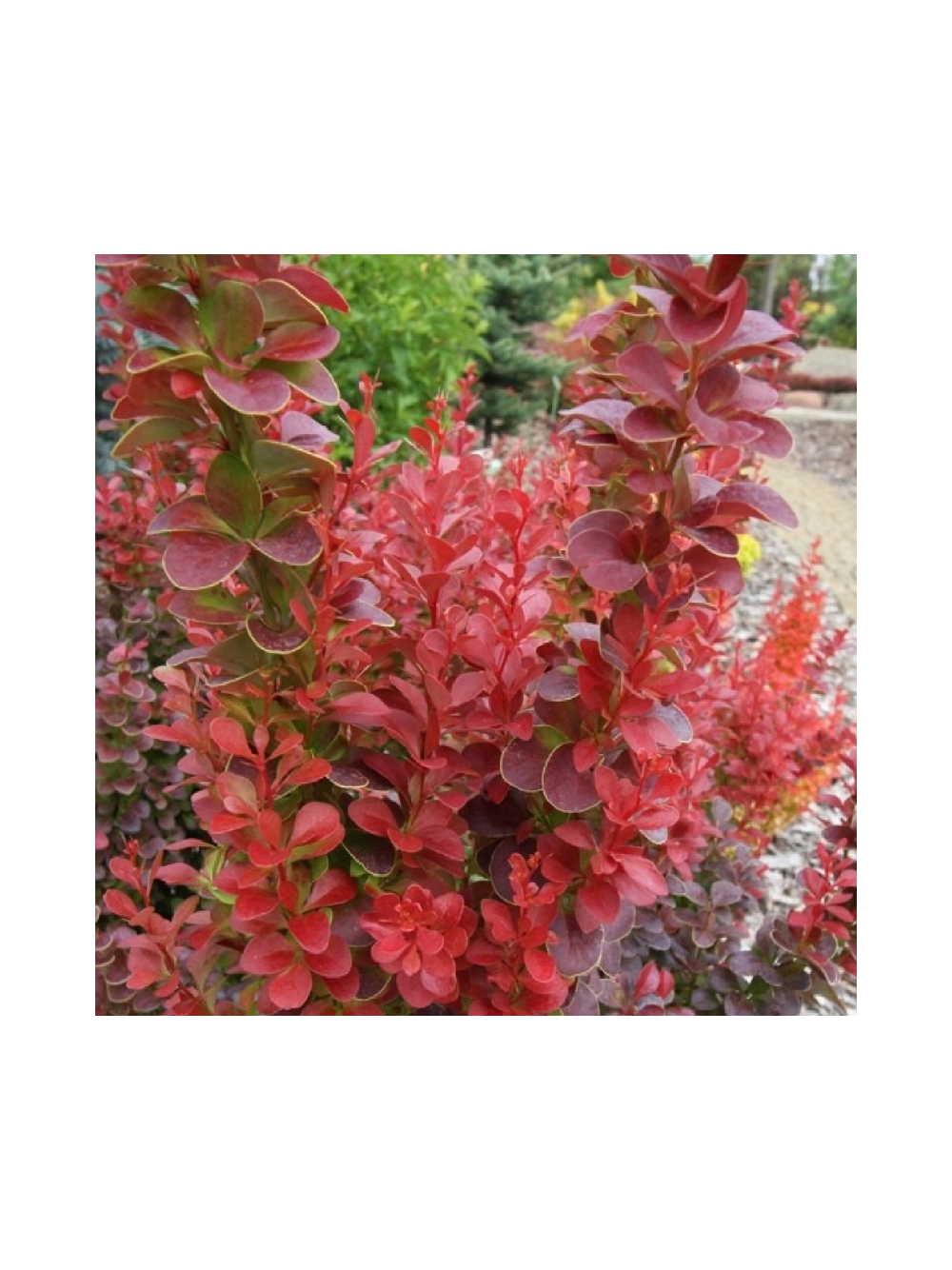 Berberys Thunberga - Berberis thunbergii 'Florence'(R)