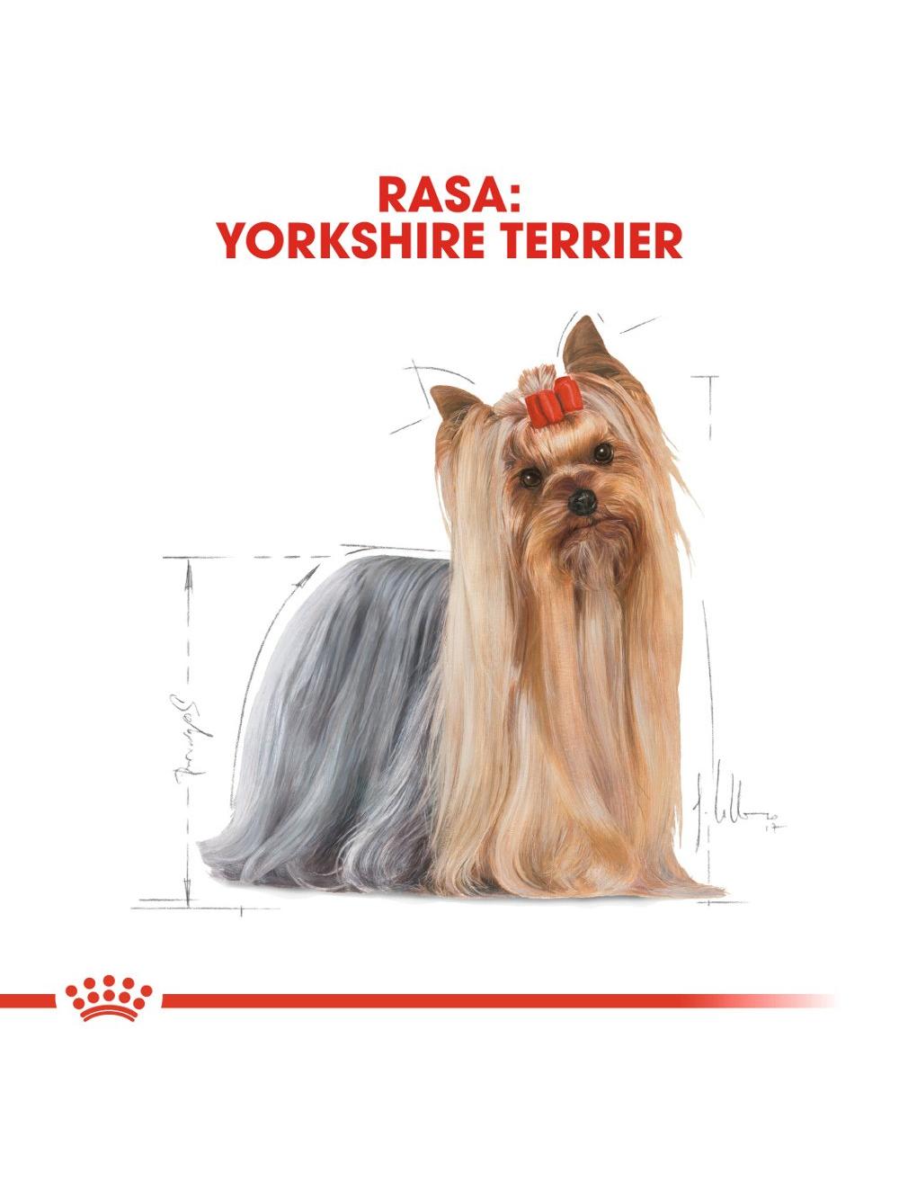 ROYAL CANIN Yorkshire Terrier Adult 500g karma sucha dla psów dorosłych rasy yorkshire terrier