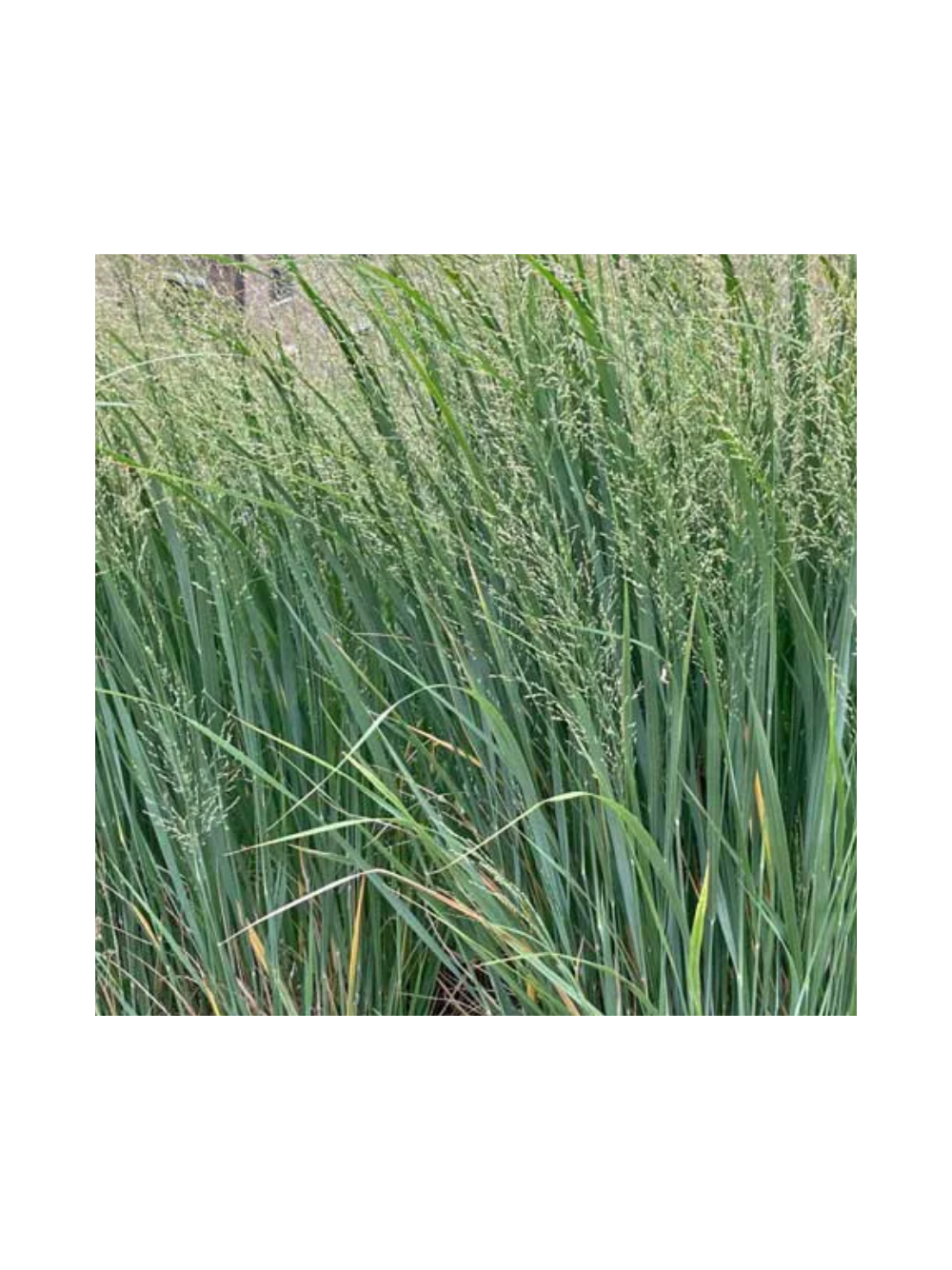 Proso rózgowate - Panicum virgatum 'Northwind'