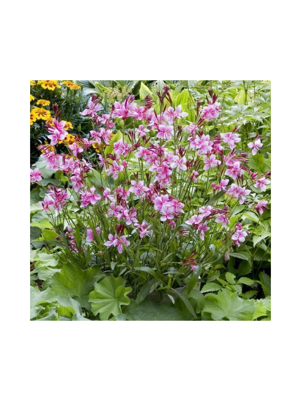 Gaura - Gaura lindheimeri 'Siskiyou Pink'