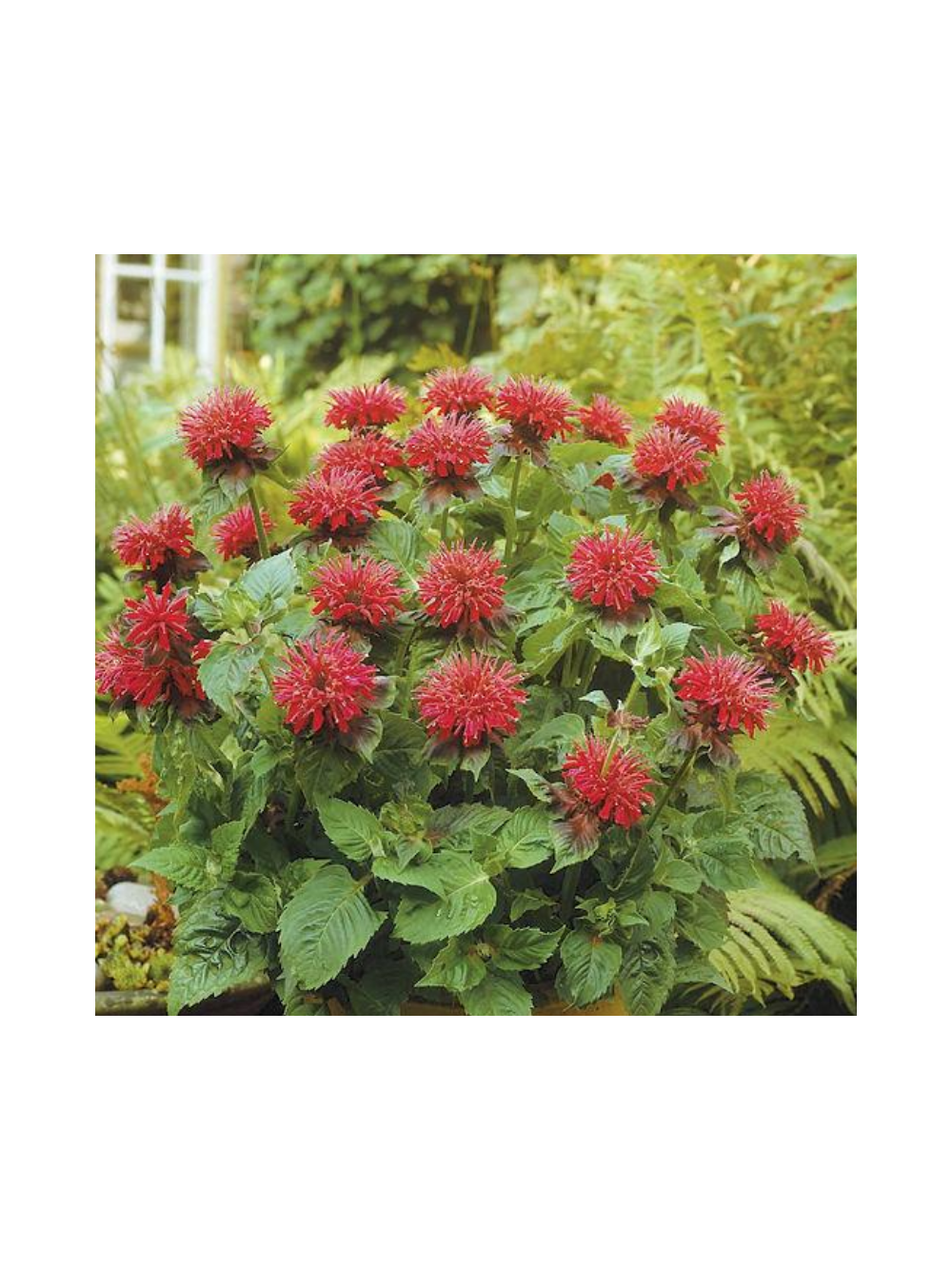 Pysznogłówka - Monarda didyma 'Fireball'