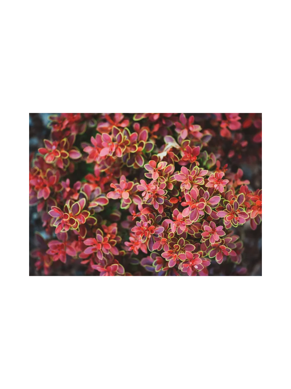 Berberys Thunberga - Berberis thunbergii  'Golden Ring'