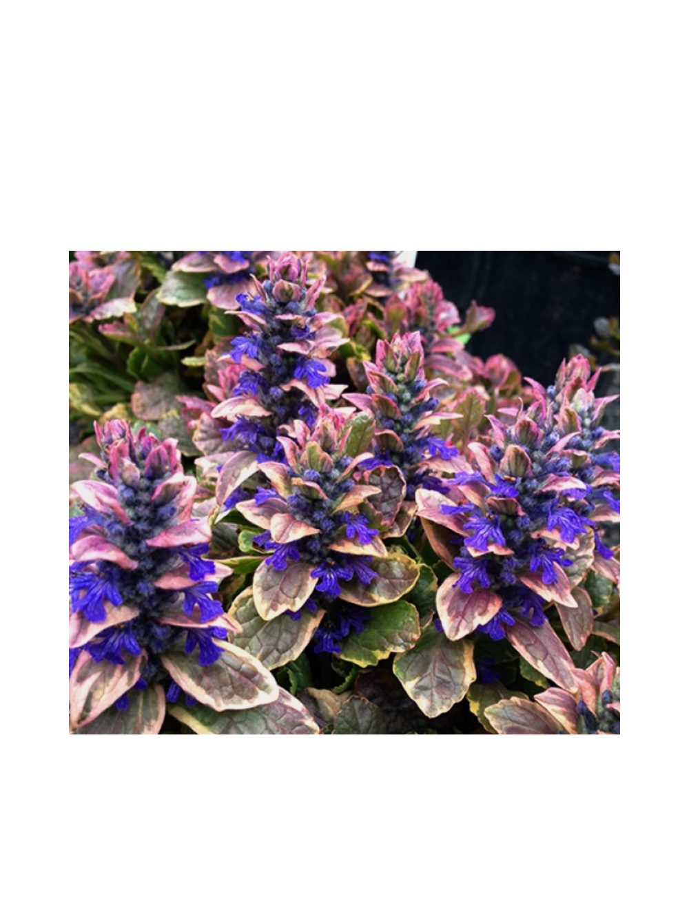 Dąbrówka rozłogowa - Ajuga reptans 'Burgund Glow'