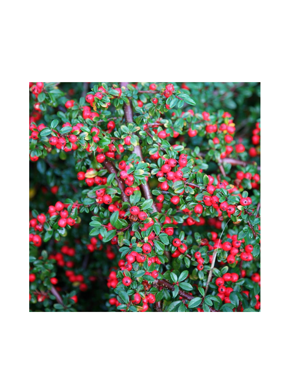 Irga pozioma - Cotoneaster Horizontalis