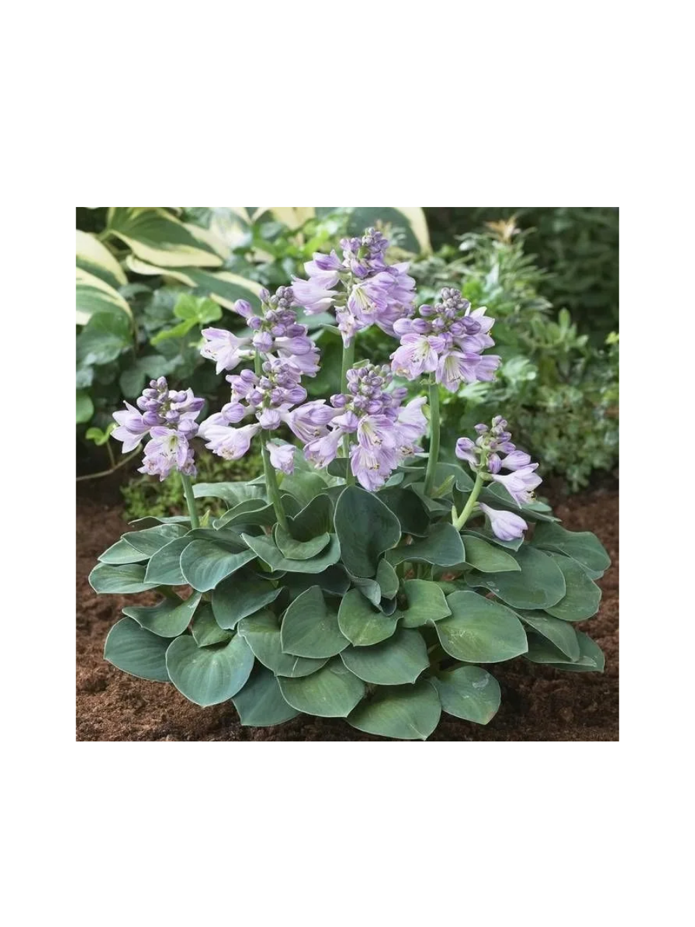Funkia - Hosta 'Blue Mouse Ears'