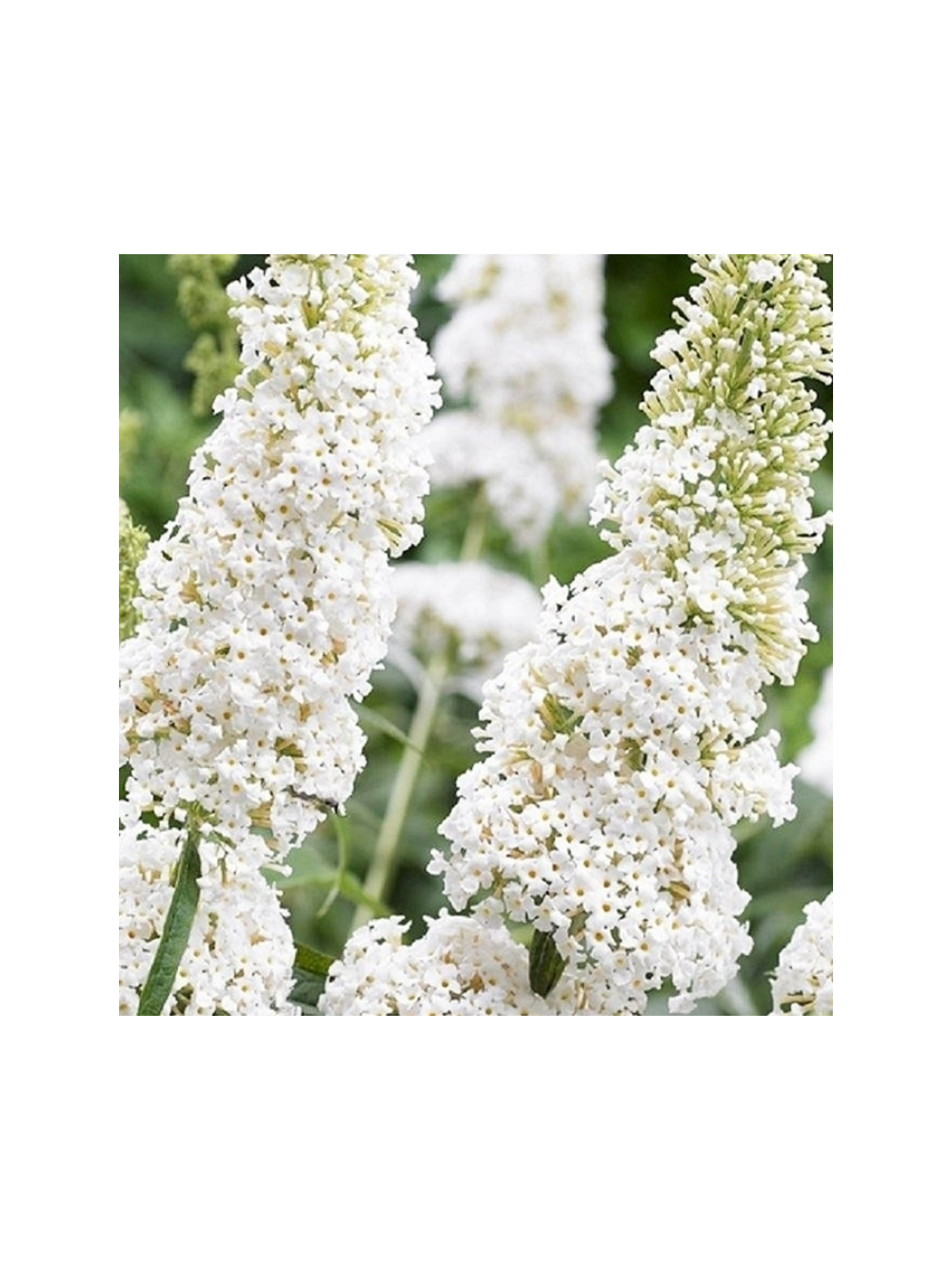 Buddleja davidii 'White Profusion'