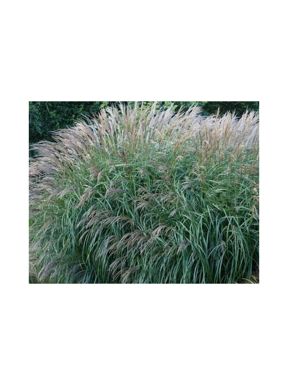 Miskant chiński - Miscanthus sinensis 'Yakushima  Dwarf'
