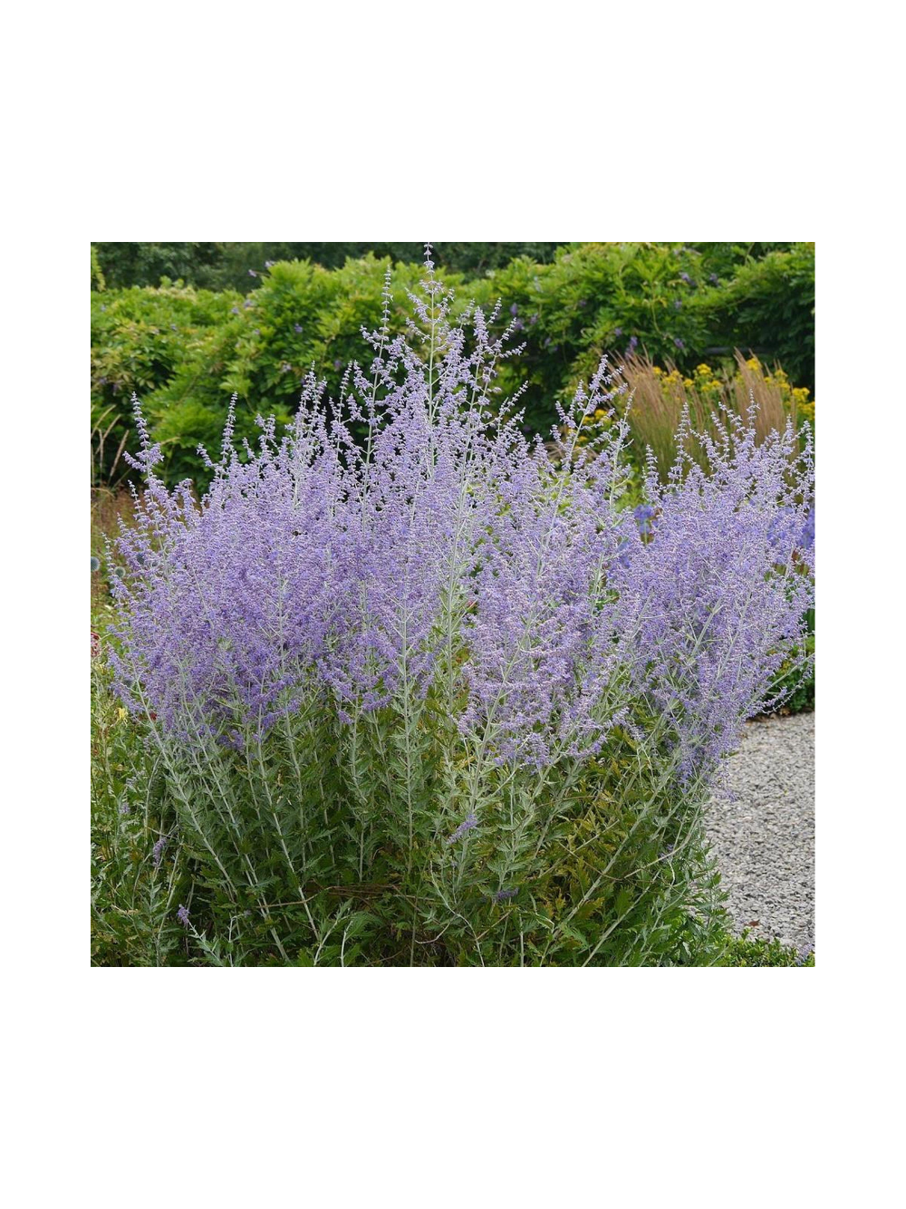Perovskia atriplicifolia - Perowskia łobodolistna 'Russian Sage'