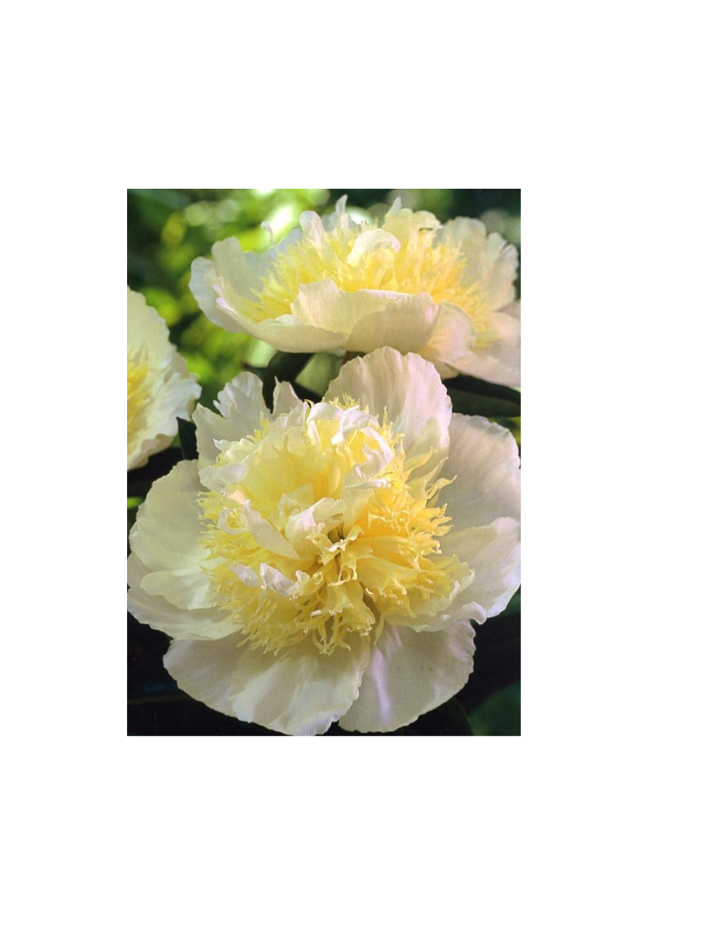 Piwonia chińska - Paeonia lactiflora 'Honey Gold'