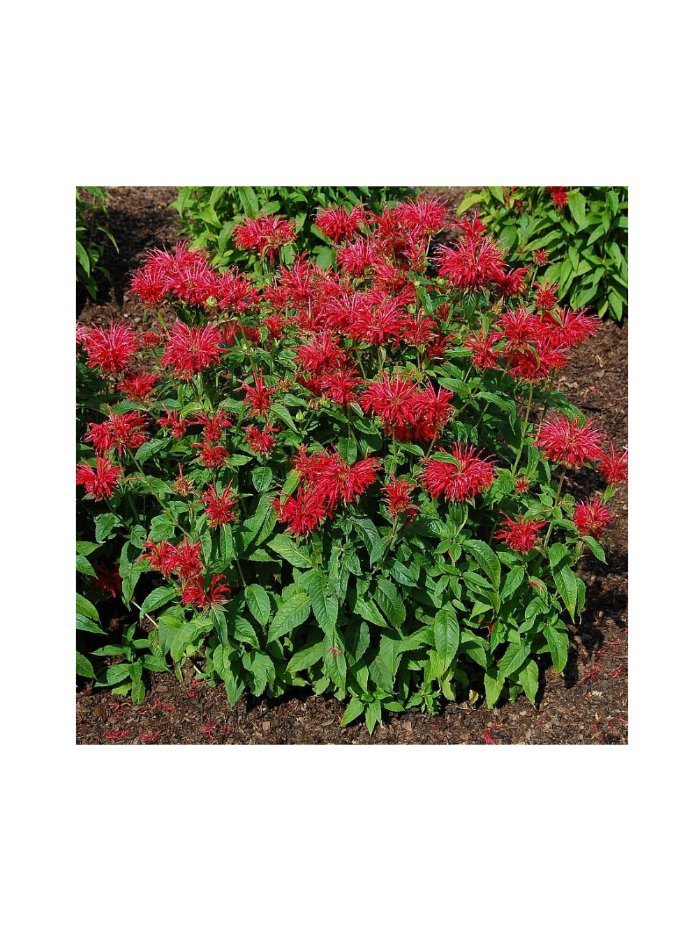Pysznogłówka - Monarda didyma 'Fireball'