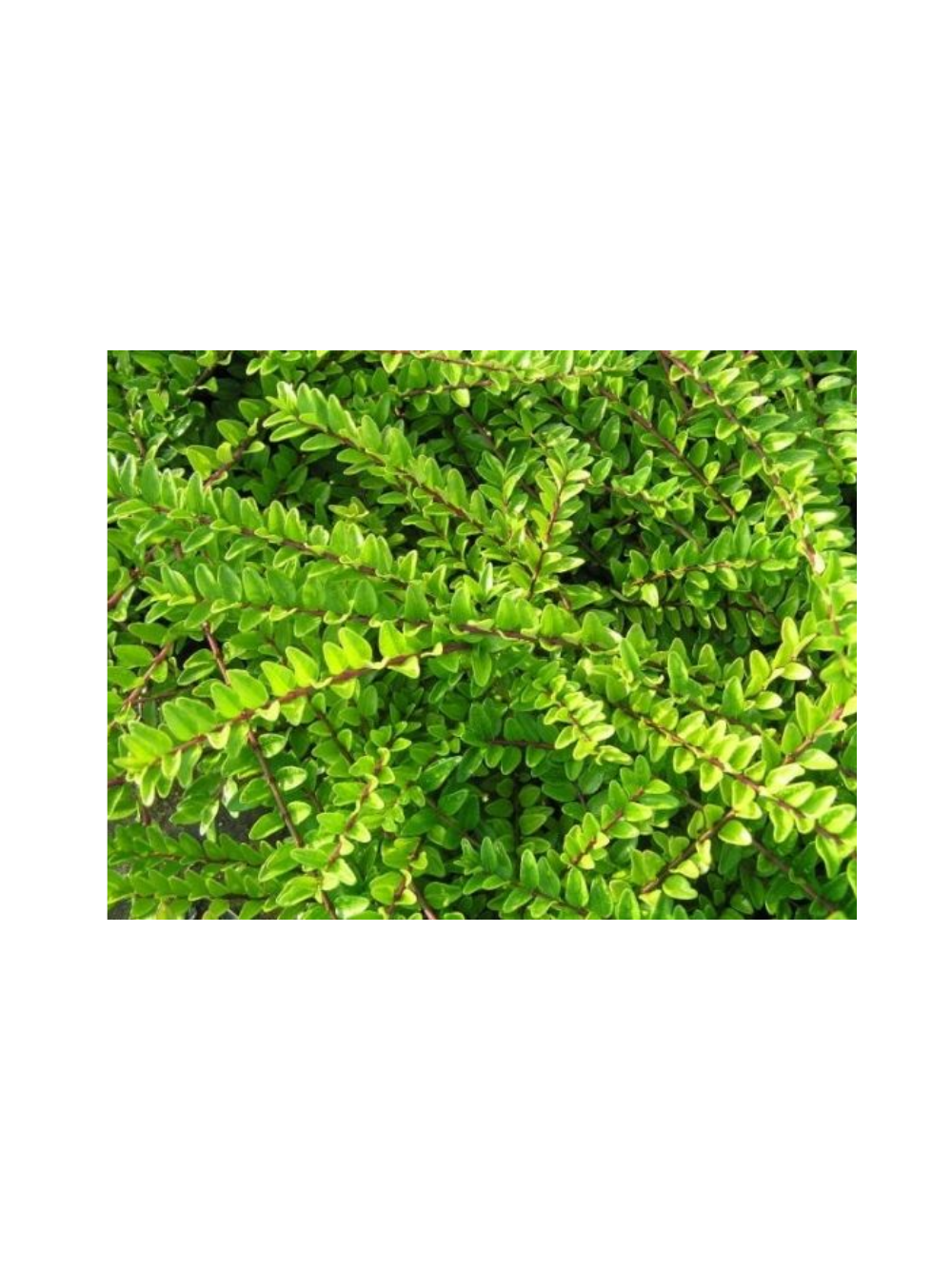 Suchodrzew mirtolistny - Lonicera nitida 'Maigrün'