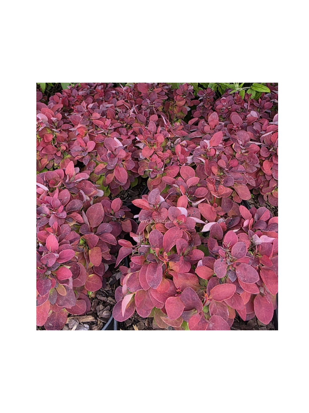 Berberys Thunberga - Berberis thunbergii 'Deep Purple'(R)