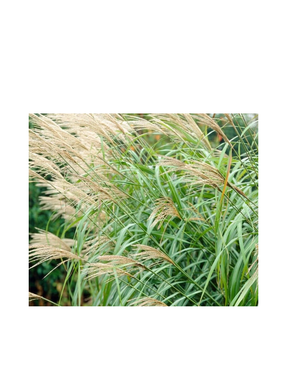 Miskant chiński -Miscanthus sinensis 'Silberfeder'