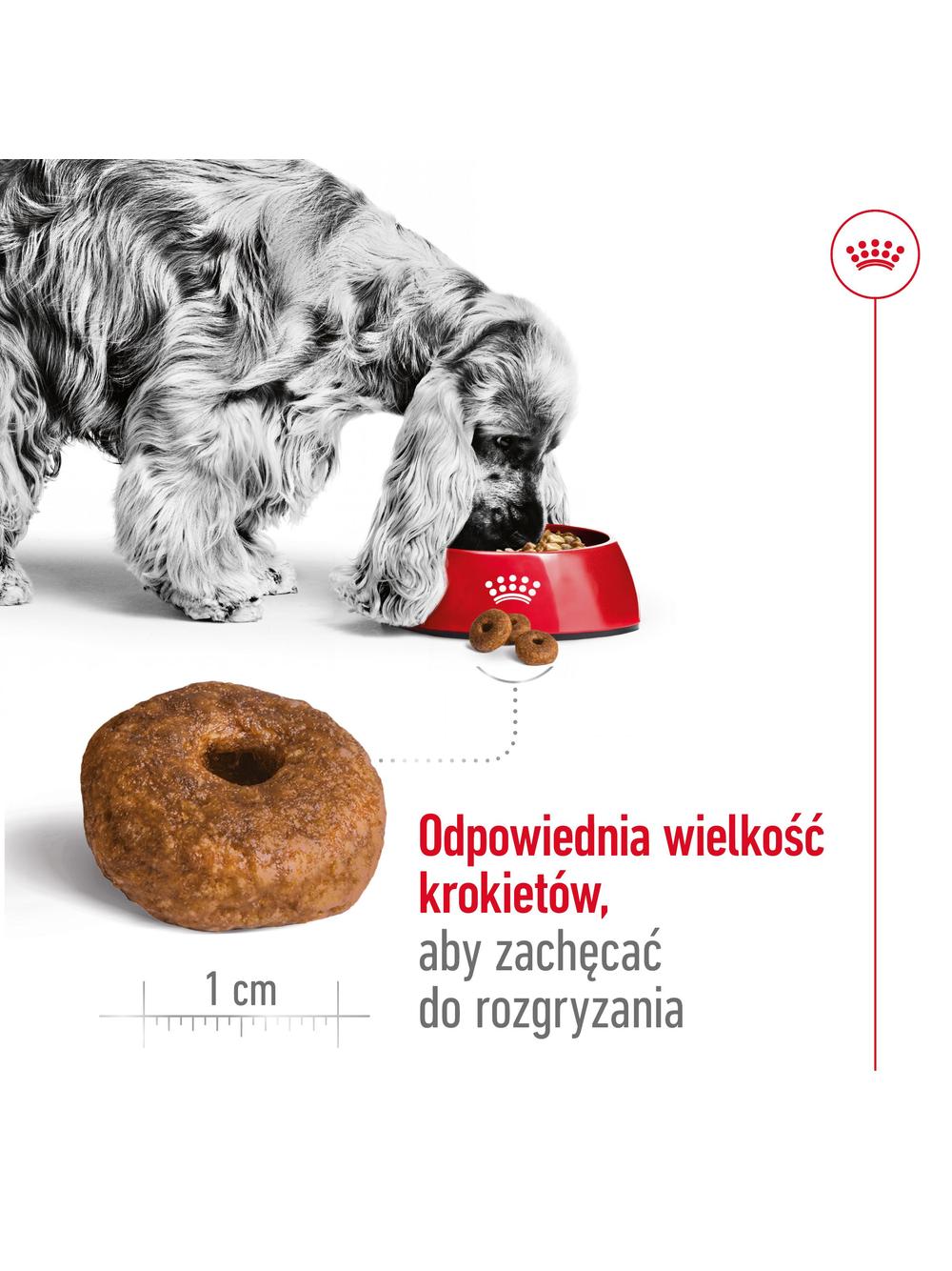 ROYAL CANIN Medium Ageing 10+ 15kg karma sucha dla psów dojrzałych po 10 roku życia, ras średnich + niespodzianka dla psa GRATIS!