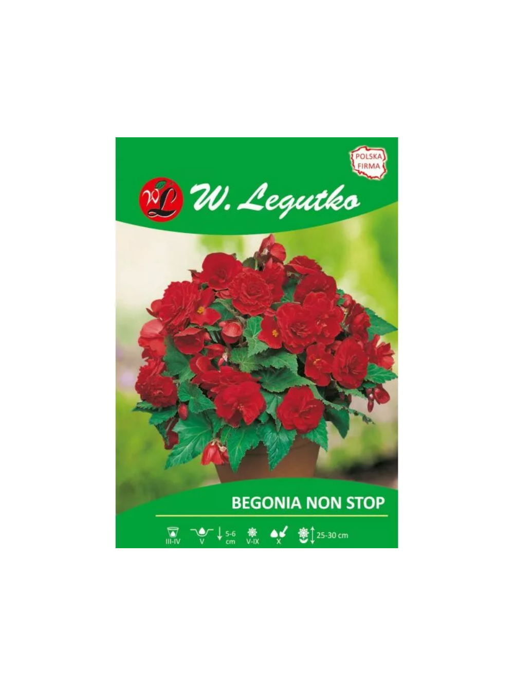 Begonia bulwiasta Non Stop czerwona 2szt.