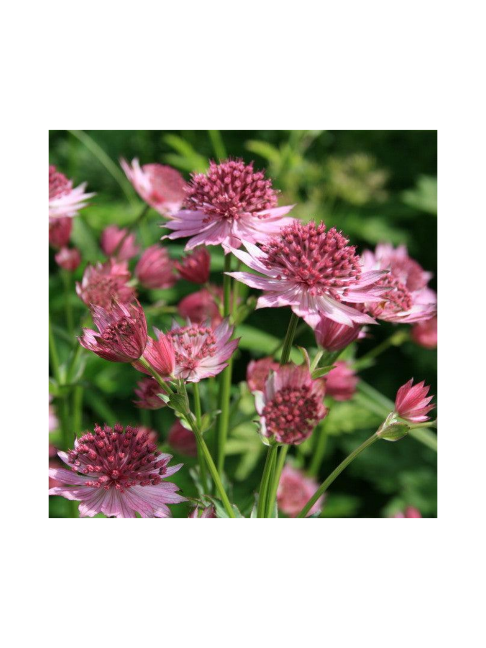 Jarzmianka większa - Astrantia major 'Roma'®