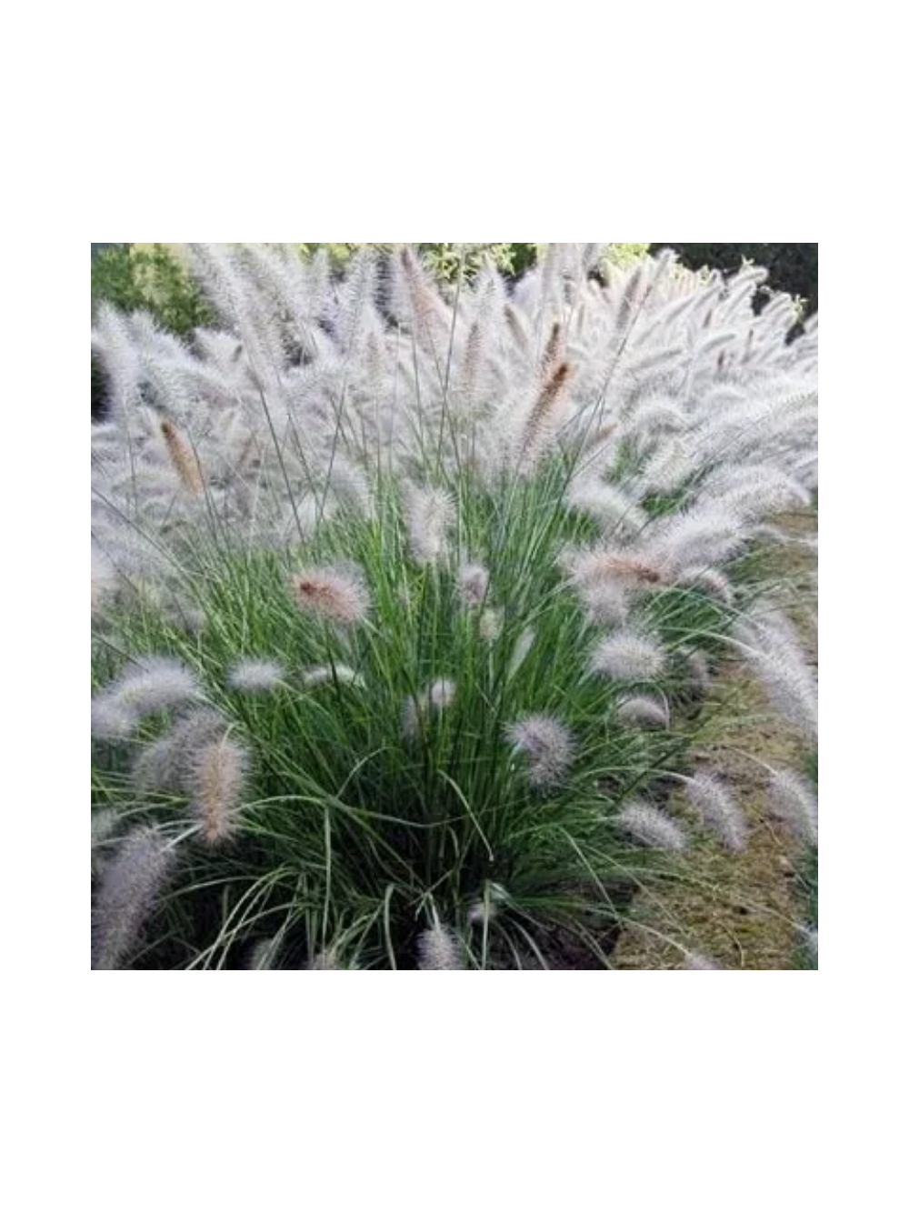 Rozplenica japońska - Pennisetum alopecuroides 'Hameln'