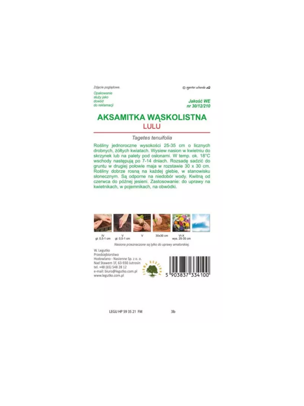 Aksamitka wąskolistna Lulu - cytrynowo-żółta