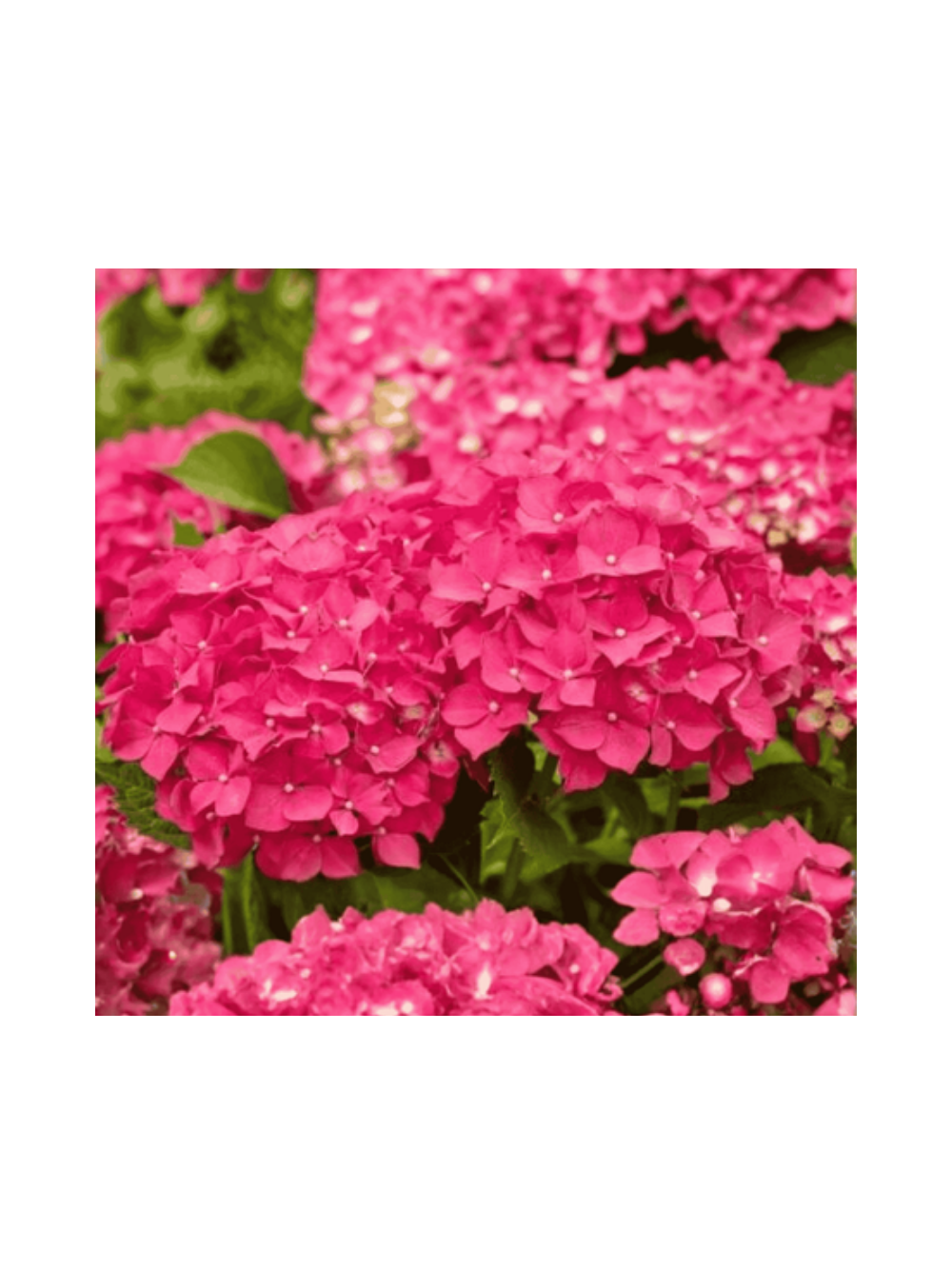 Hortensja ogrodowa - Hydrangea macrophylla 'Leuchtfeuer'