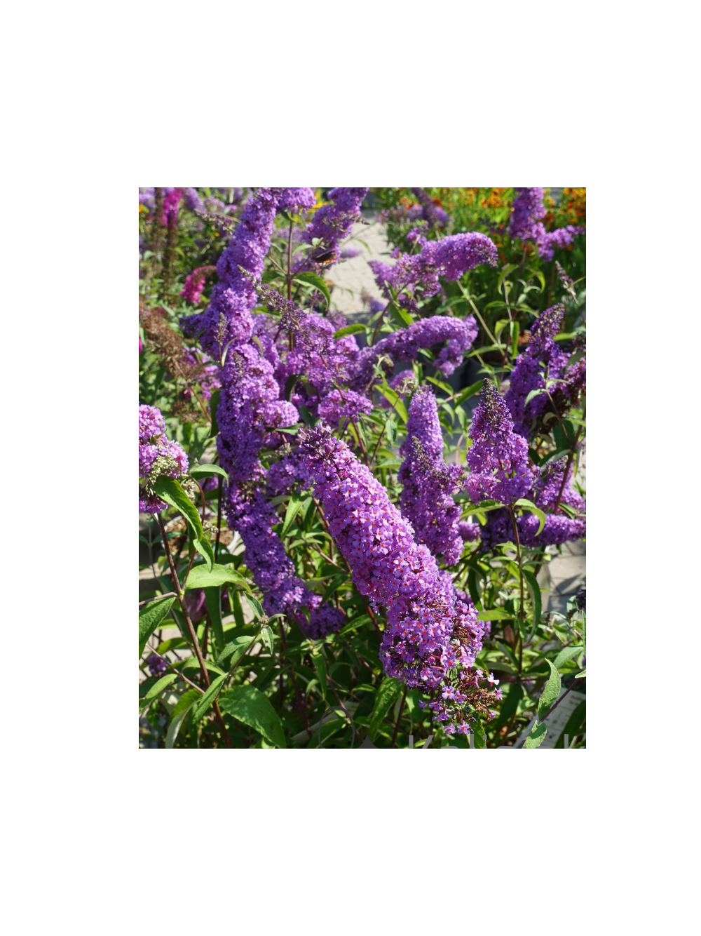 Budleja Dawida - Buddleja davidii 'Ile de France'