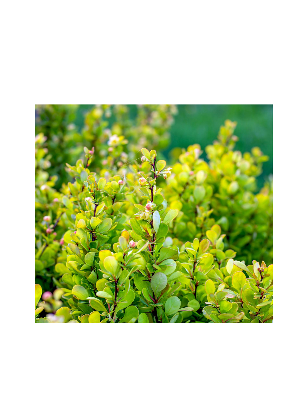 Berberys Thunberga - Berberis thunbergii 'Golden Rocket'(R)