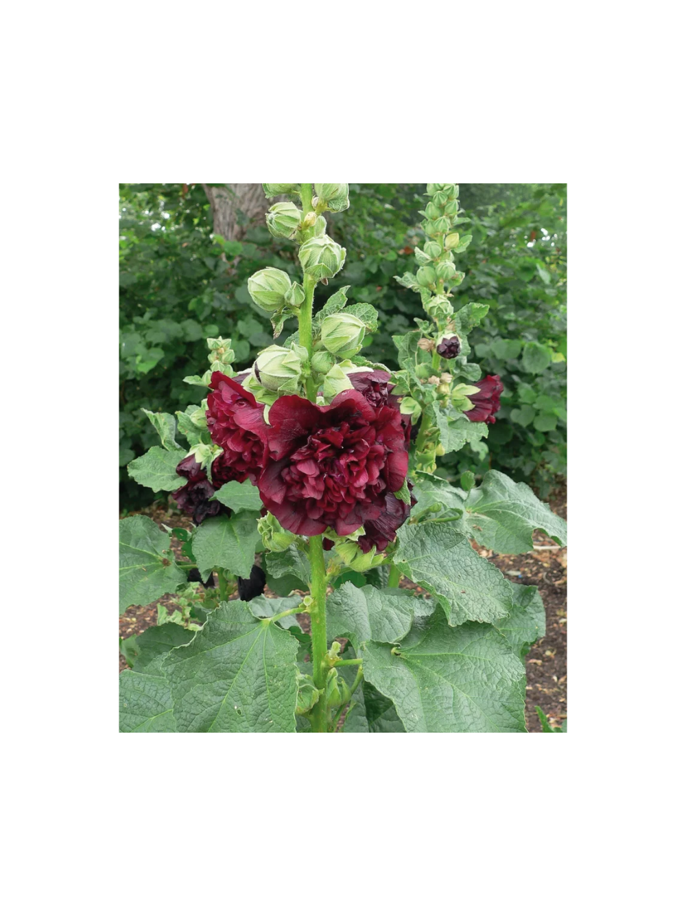 Malwa różowa - Alcea rosea 'Charter's Double Purple'