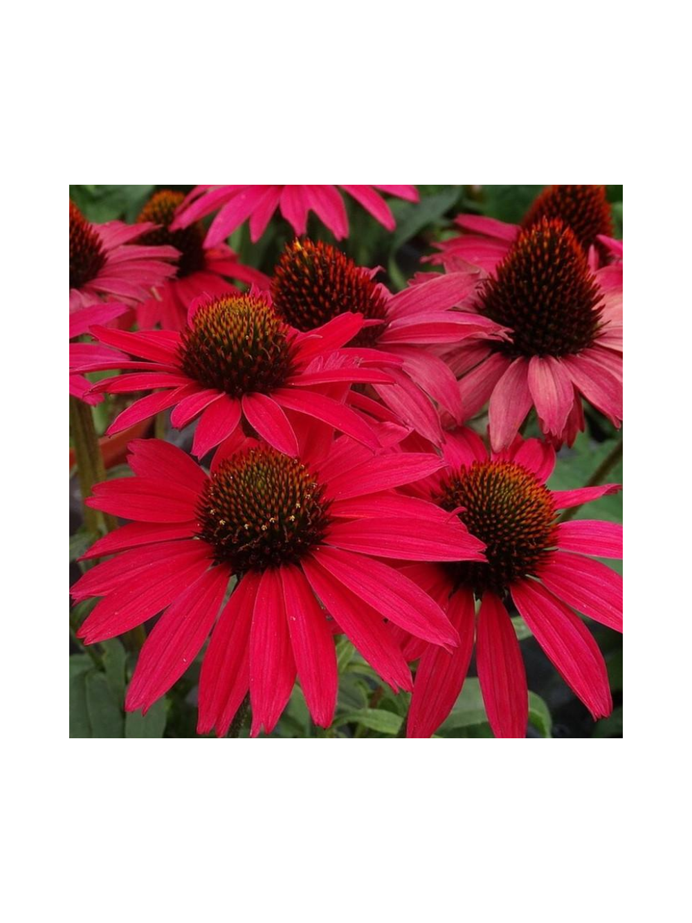 Jeżówka purpurowa - Echinacea purpurea 'Glowing Dream'