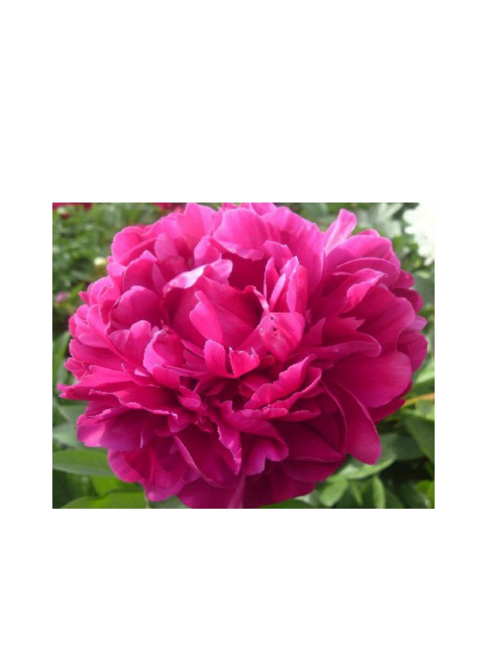 Paeonia lactiflora 'Red Sarah Bernhardt'