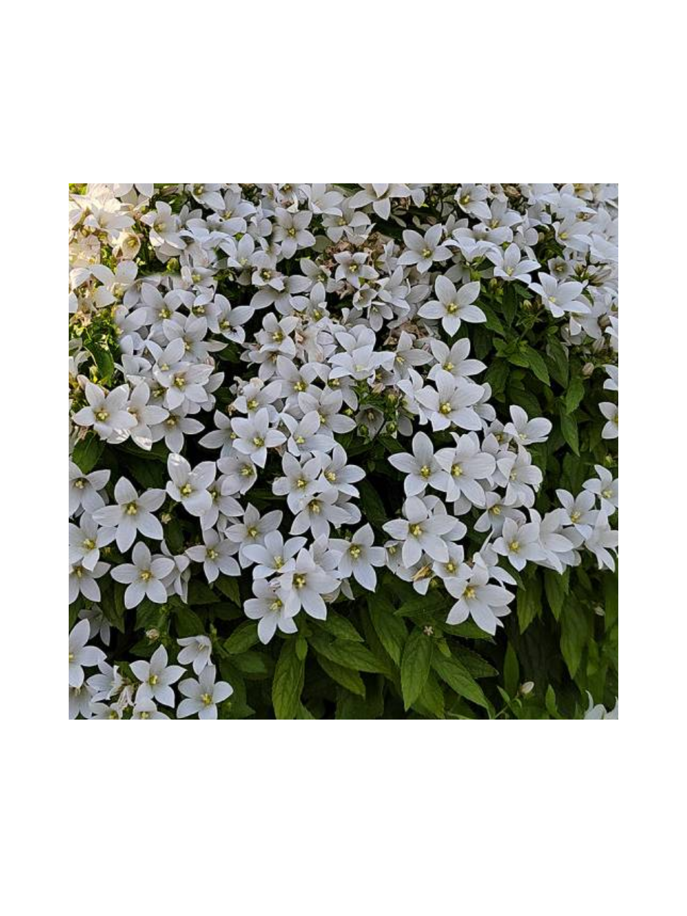 Dzwonek kremowy - Campanula lactiflora 'Pouffe'
