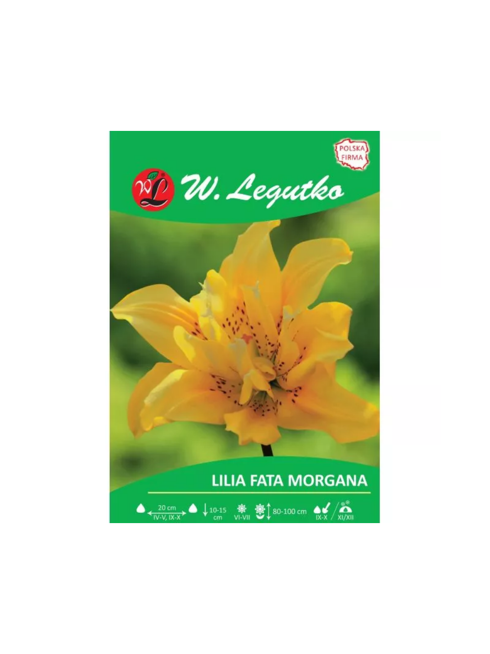 Lilia Fata Morgana żółta 1szt.