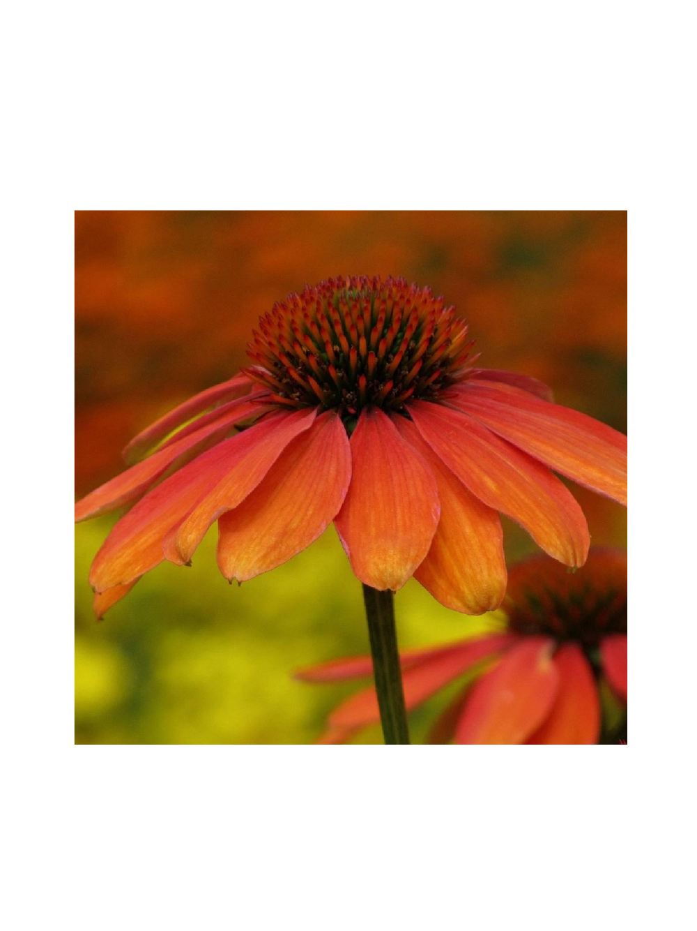 Jeżówka purpurowa - Echinacea purpurea 'Skipper Orange'