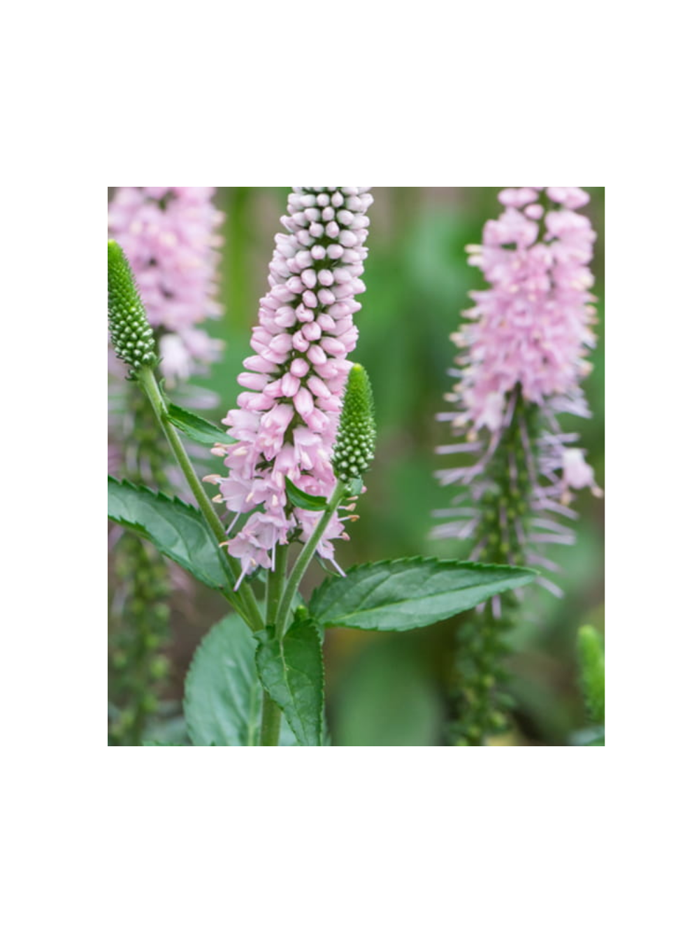 Przetacznik długolistny -  Veronica longifolia 'First Choice'