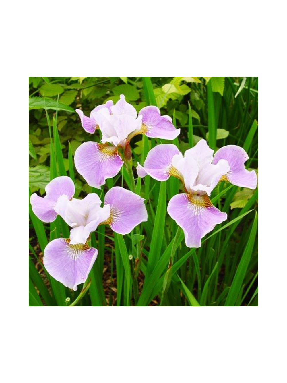 Kosaciec syberyjski - Iris sibirica 'Dance Ballerina Dance'