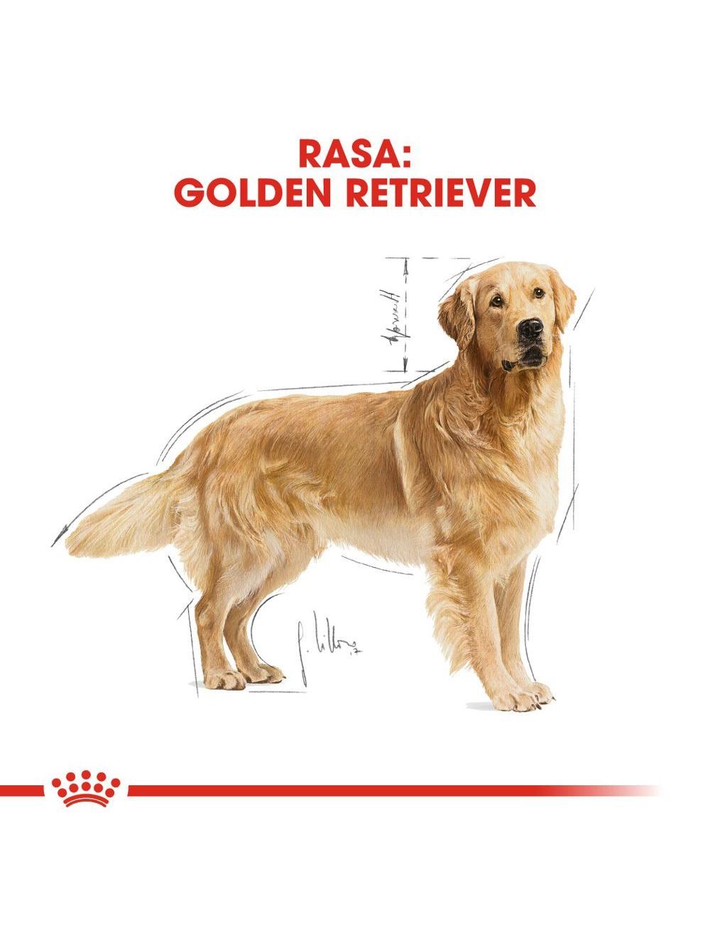 ROYAL CANIN Golden Retriever Adult 12kg karma sucha dla psów dorosłych rasy golden retriever + niespodzianka dla psa GRATIS!