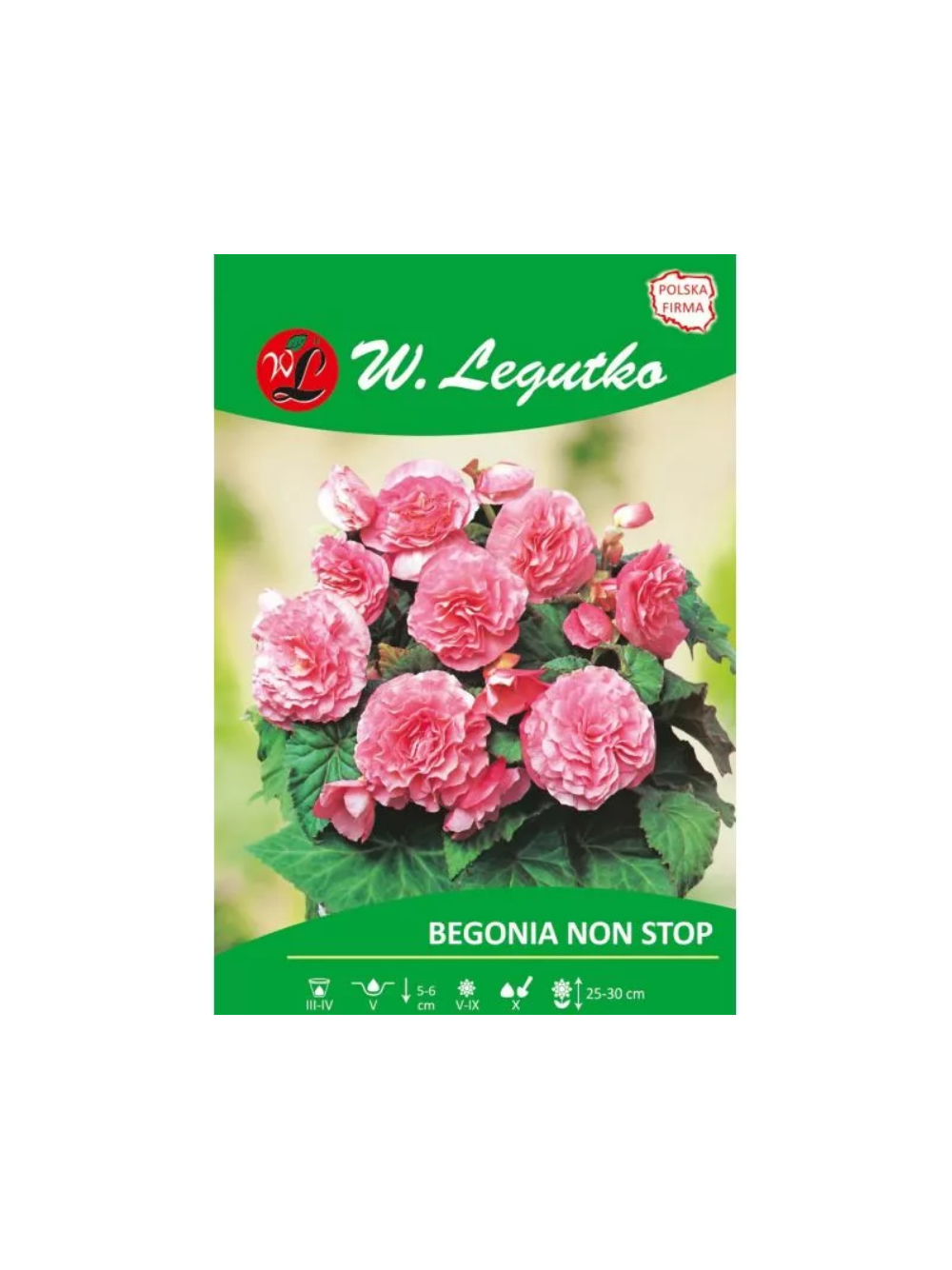 Begonia bulwiasta Non Stop różowa 2szt.