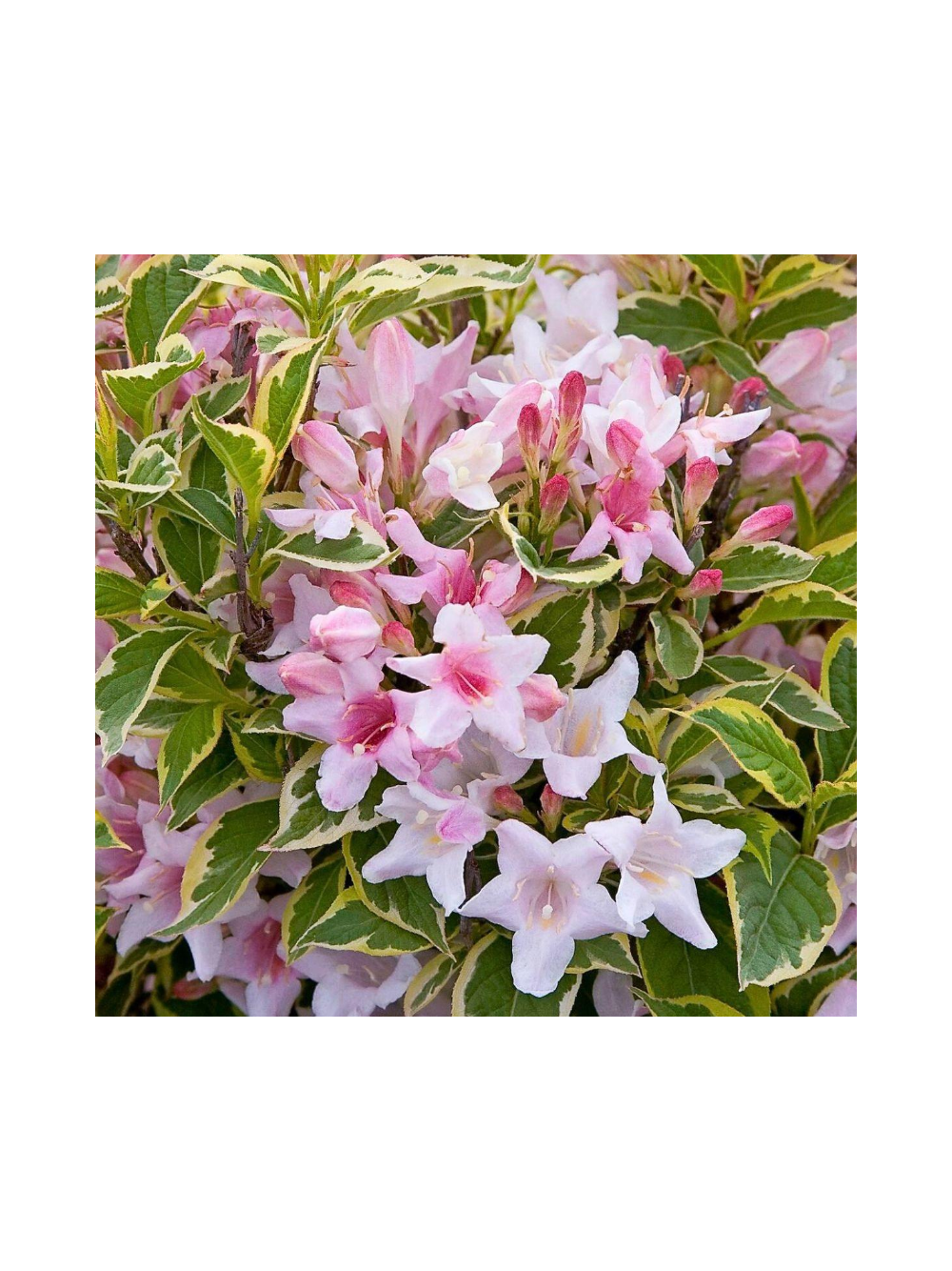 Krzewuszka cudowna - Weigela florida 'Nana Variegata'