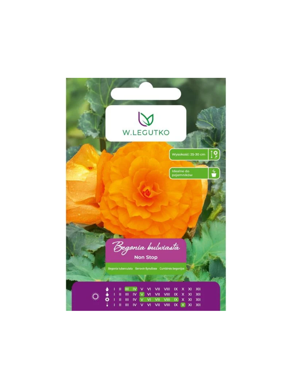 Begonia bulwiasta Non Stop pomarańczowa 2szt.