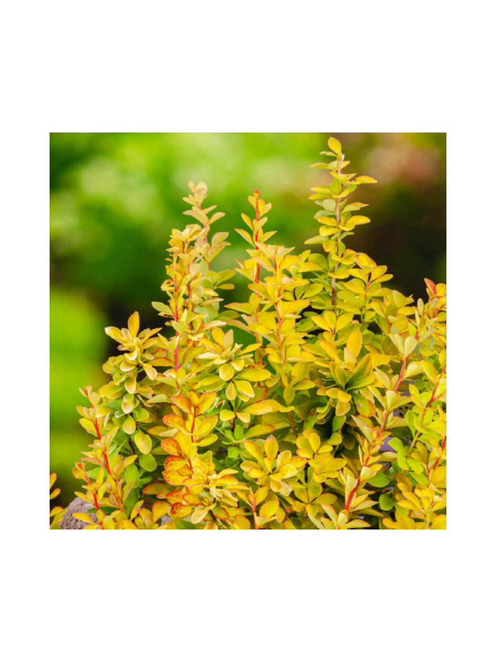 Berberys Thunberga - Berberis thunbergii 'Maria'(R)